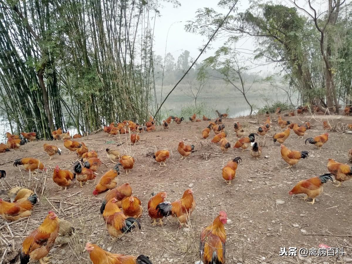 致富经种草养鸡_每日农经致富经药养鸡_致富经神秘配方养鸡