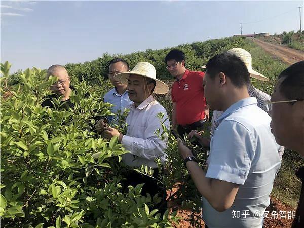 致富经油茶树_湖南茶树油致富经_致富经创业项目油茶树