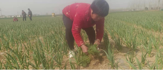 致富种植农村萧县有补贴吗_萧县农村种植致富_农村致富项目种植业