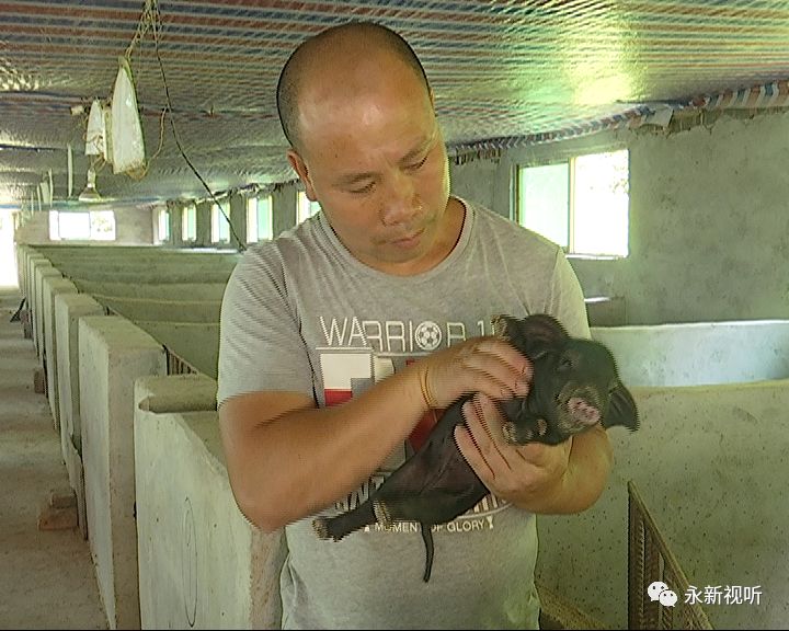 致富经生态养殖黑猪_生态黑猪养殖项目可行性报告_致富养殖猪生态黑猪图片