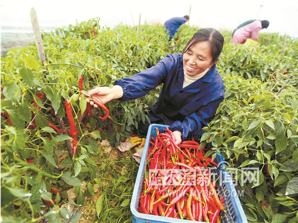 致富经80小伙2万元2亩地_致富经穷小伙花掉2000元_致富小伙万元地摊视频