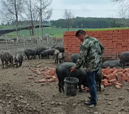 致富经生态养殖黑猪_致富养殖猪生态黑猪图片_生态养殖黑猪前景如何