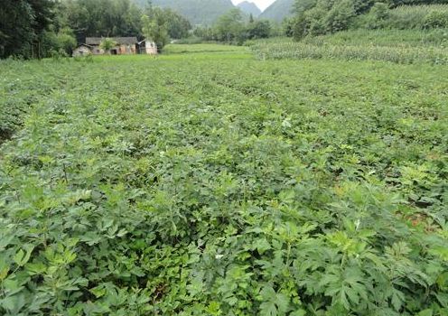 种植致富的地方_种植致富项目_农村致富种