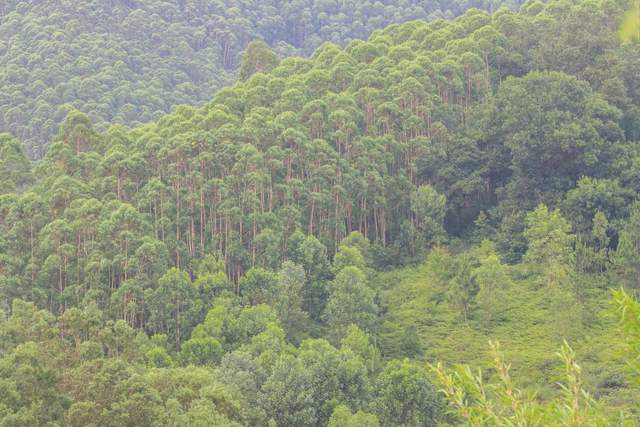 致富种植地方有哪些_致富种植什么比较赚大钱_种植致富的地方