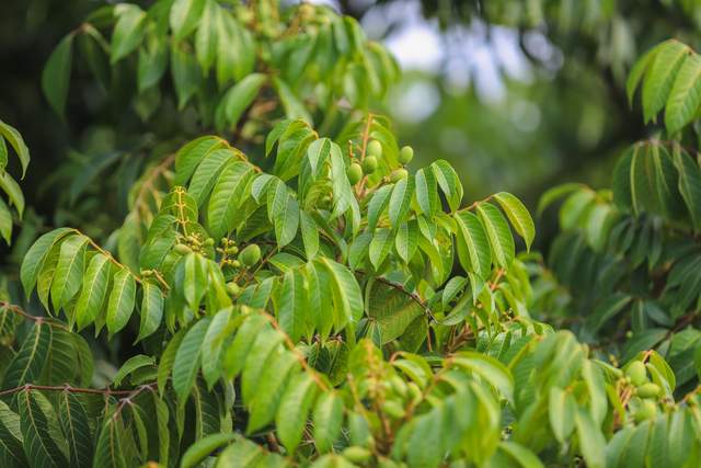 致富种植什么比较赚大钱_种植致富的地方_致富种植地方有哪些