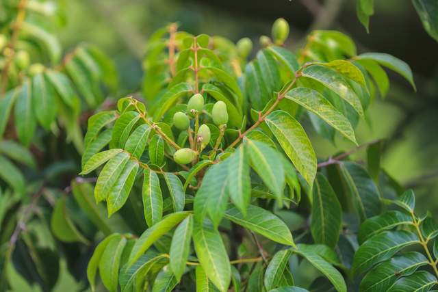 致富种植地方有哪些_种植致富的地方_致富种植什么比较赚大钱