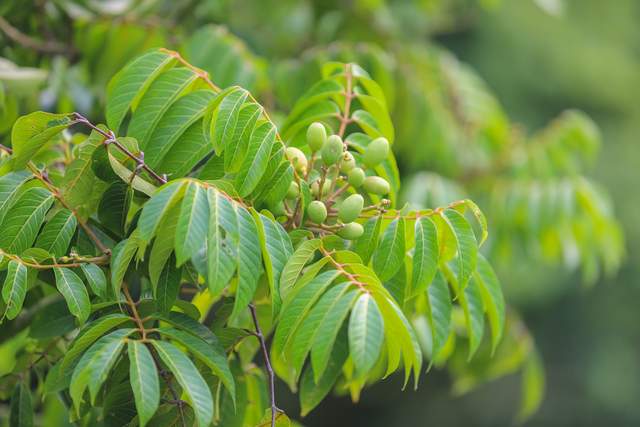 种植致富的地方_致富种植什么比较赚大钱_致富种植地方有哪些