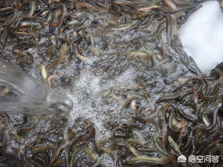 重庆养殖泥鳅基地_泥鳅养殖业_重庆泥鳅养殖技术