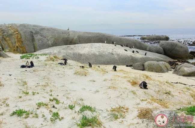 非洲有企鹅吗 蚂蚁庄园8月27日答案最新