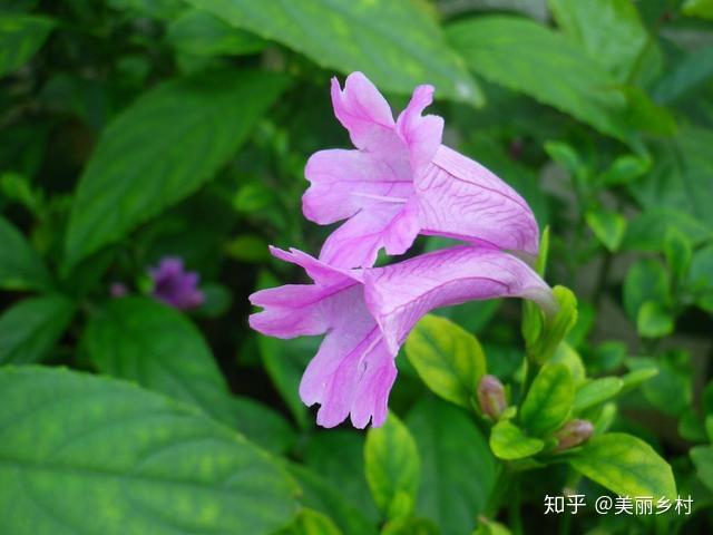 农村致富种植项目_萧县农村种植致富_致富种植农村萧县有补贴吗