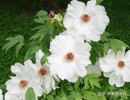 萧县农村种植致富_致富种植农村萧县有补贴吗_农村致富种植项目