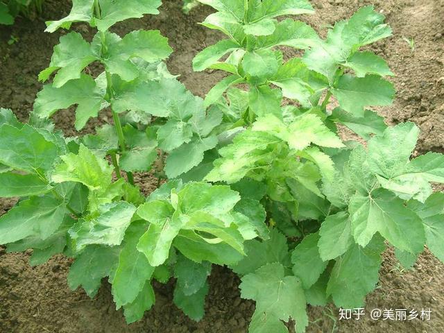 致富种植农村萧县有补贴吗_农村致富种植项目_萧县农村种植致富