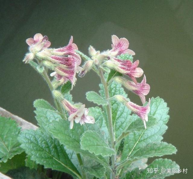 萧县农村种植致富_农村致富种植项目_致富种植农村萧县有补贴吗