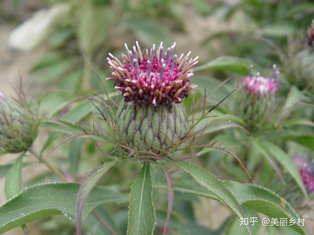 农村致富种植项目_萧县农村种植致富_致富种植农村萧县有补贴吗