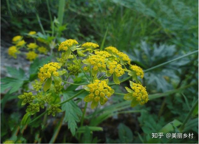 农村致富种植项目_萧县农村种植致富_致富种植农村萧县有补贴吗