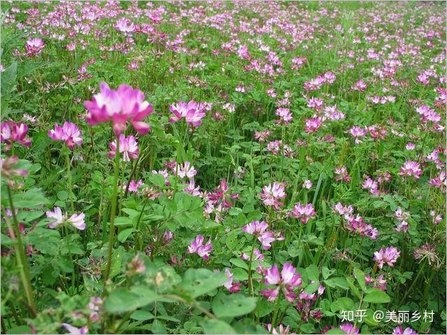 萧县农村种植致富_致富种植农村萧县有补贴吗_农村致富种植项目