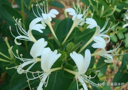 农村致富种植项目_致富种植农村萧县有补贴吗_萧县农村种植致富