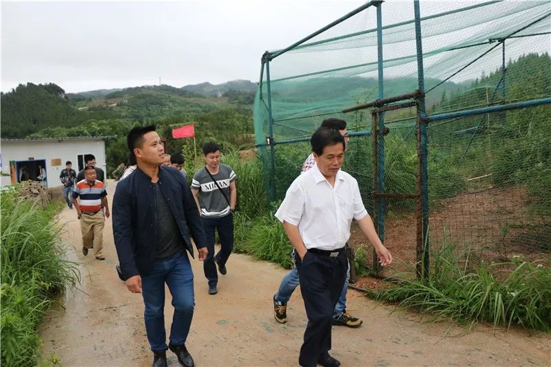 致富养殖野山鸡视频_野山鸡养殖致富_养殖野山鸡技术