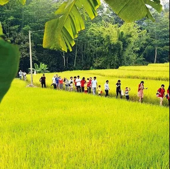 水泥种植致富项目_致富水泥种植项目介绍_水泥种植物