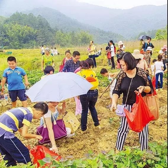 水泥种植物_水泥种植致富项目_致富水泥种植项目介绍