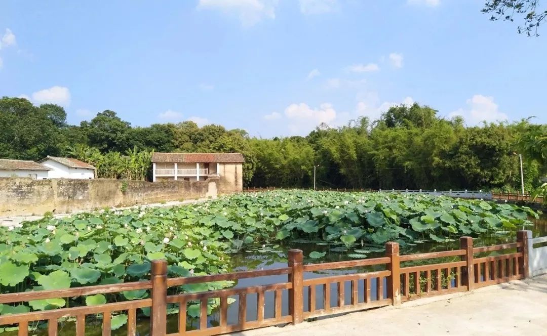 水泥种植致富项目_水泥种植物_致富水泥种植项目介绍