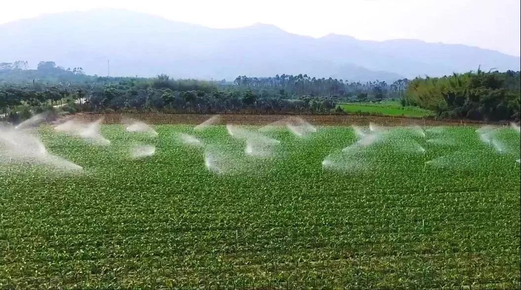 水泥种植物_致富水泥种植项目介绍_水泥种植致富项目