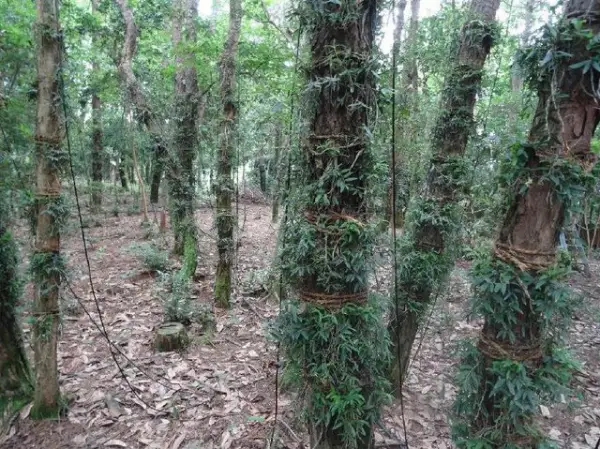 种植致富的地方_致富种植地方有哪些_种植致富项目