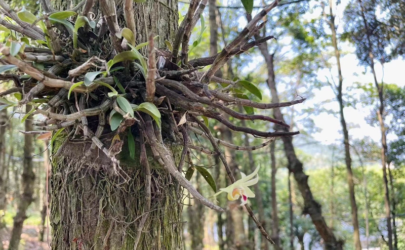 致富种植铁皮石斛好吗_种植铁皮石斛致富_致富种植铁皮石斛视频