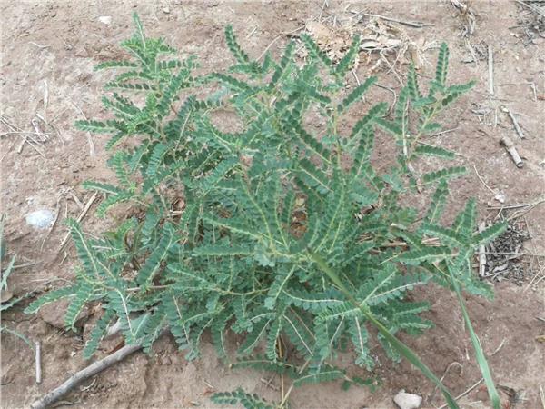 黄芪种植致富_种植黄芪的经济效益怎么样_黄芪种植收益及行情2020