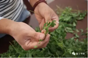 致富经金蝉_致富经山东金蝉_山东省金蝉养殖基地在哪里