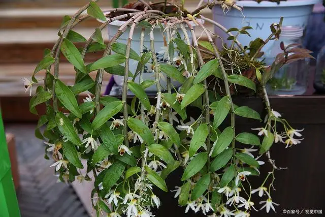 致富种植铁皮石斛怎么样_致富种植铁皮石斛视频_种植铁皮石斛致富