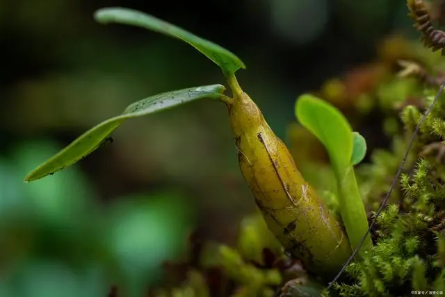 致富种植铁皮石斛怎么样_种植铁皮石斛致富_致富种植铁皮石斛视频