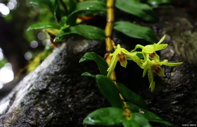 致富种植铁皮石斛视频_种植铁皮石斛致富_致富种植铁皮石斛怎么样