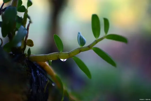 致富种植铁皮石斛怎么样_种植铁皮石斛致富_致富种植铁皮石斛视频