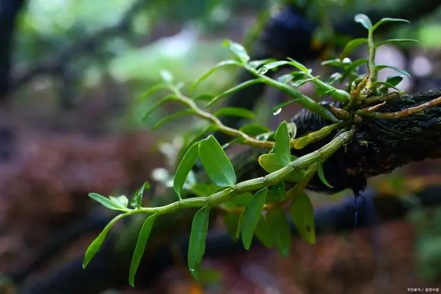 致富种植铁皮石斛怎么样_种植铁皮石斛致富_致富种植铁皮石斛视频