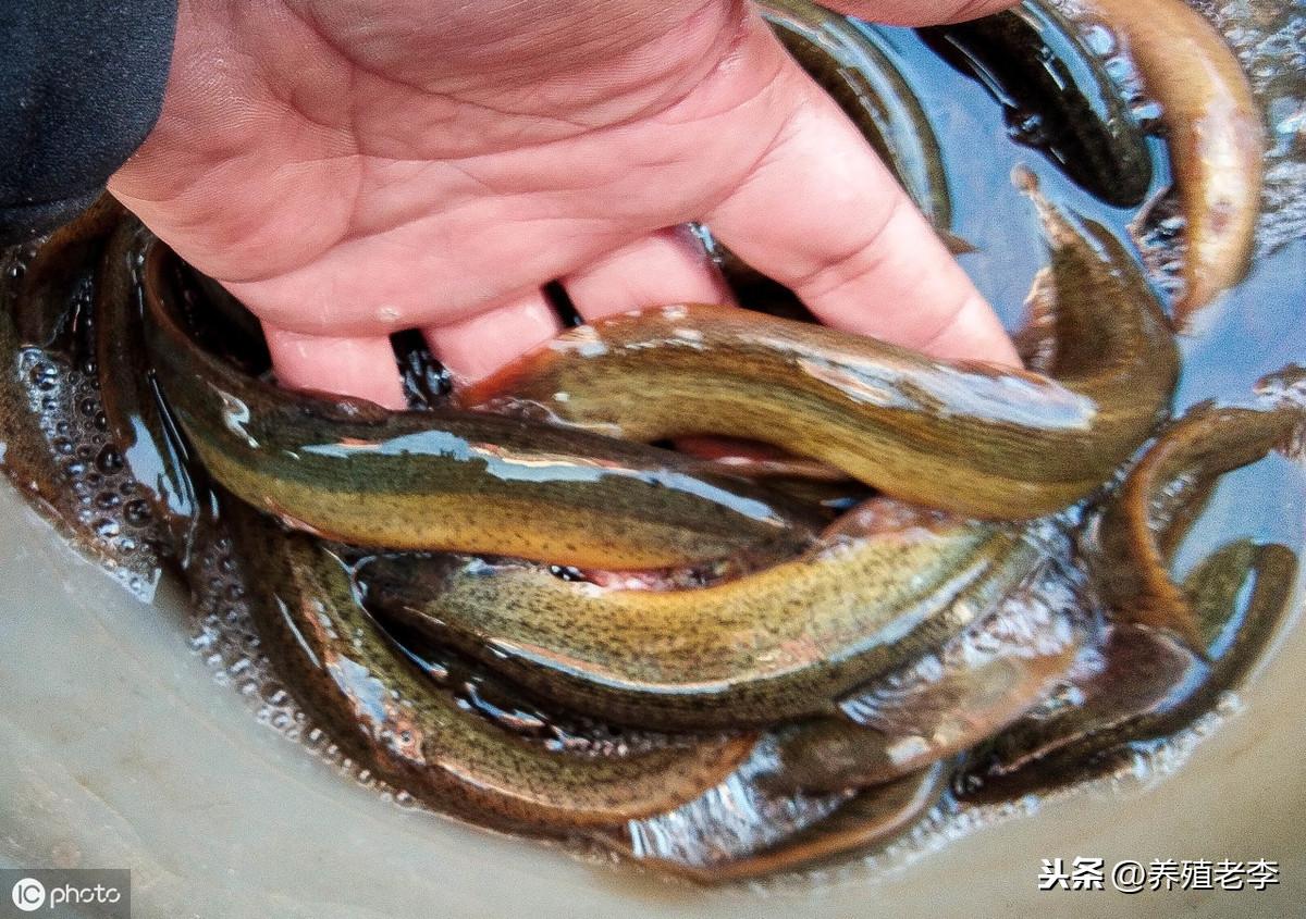 重庆泥鳅养殖场_重庆养殖泥鳅基地_重庆泥鳅养殖技术