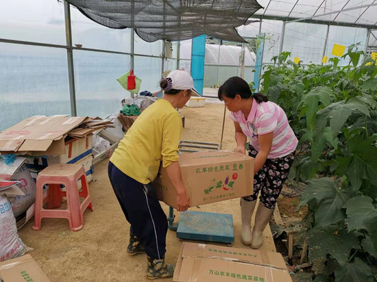 露天种植丝瓜高产栽培技术_露天丝瓜种植技术_露天种植丝瓜技术与管理