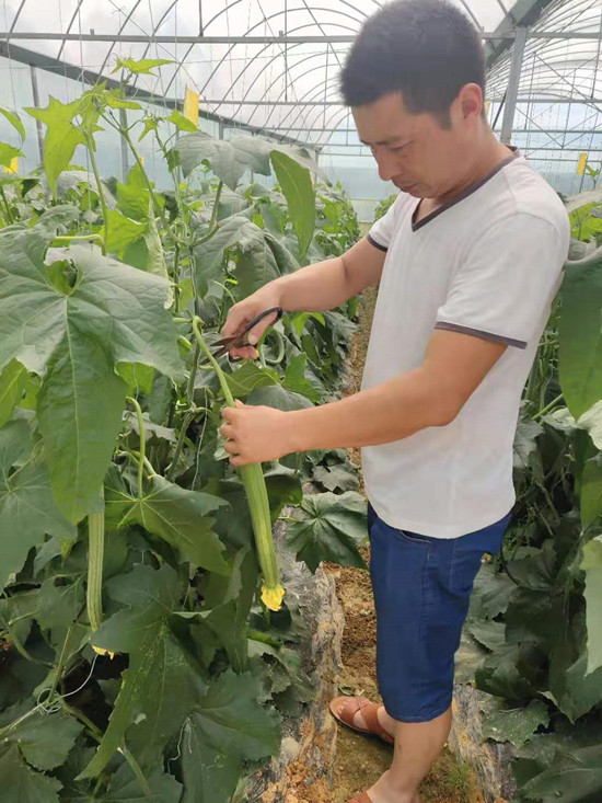 露天种植丝瓜高产栽培技术_露天丝瓜种植技术_露天种植丝瓜技术与管理