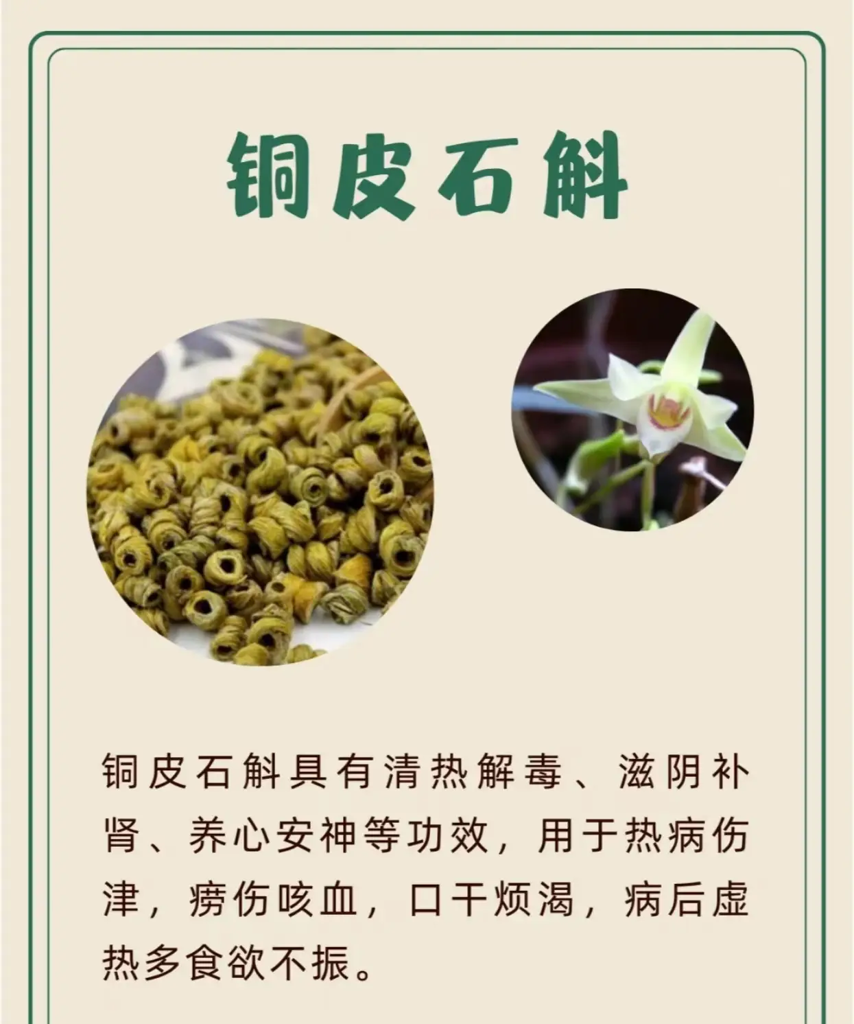 致富种植铁皮石斛视频_致富种植铁皮石斛好吗_种植铁皮石斛致富