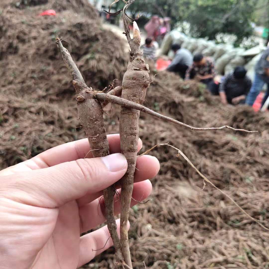 芍药花的种植及养殖方法