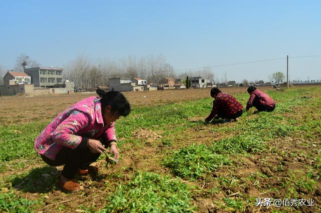 农村人靠种植中药材发家致富，家家盖起了小洋楼，不耽误打工赚钱