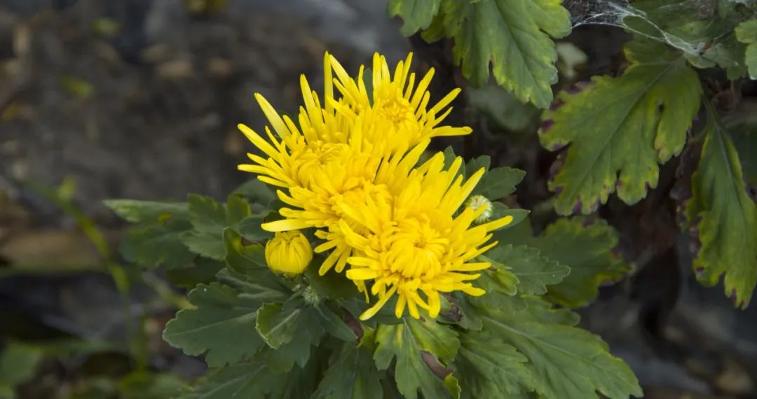 全套菊花种植技术视频教程_菊花种植技巧_菊花种植全套技术