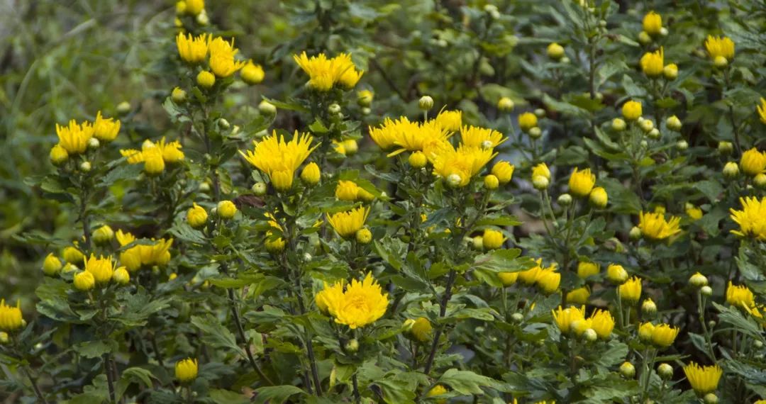 全套菊花种植技术视频教程_菊花种植技巧_菊花种植全套技术