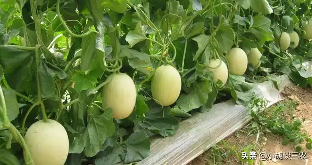 香瓜的种植技巧，掌握种植要点，收获高产香瓜