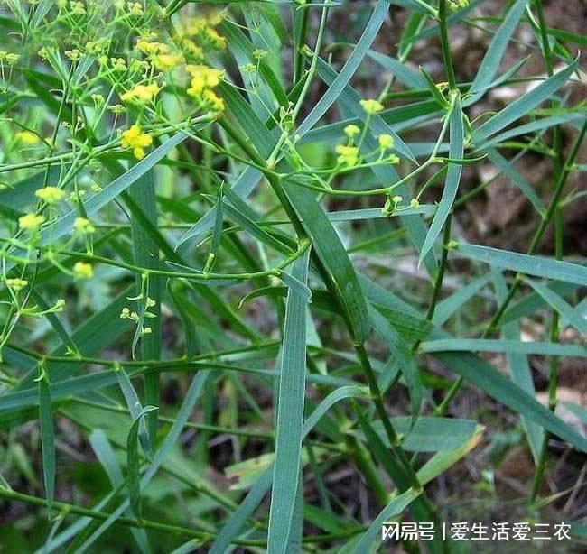 农村致富新项目 种植药材_致富药材种植农村项目新闻报道_致富药材种植农村项目新闻稿