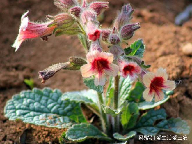 致富药材种植农村项目新闻报道_农村致富新项目 种植药材_致富药材种植农村项目新闻稿