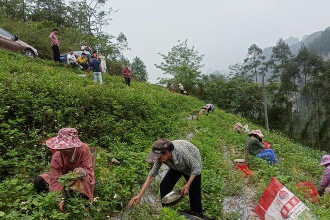 农村致富新项目 种植药材_农村5个药材种植致富项目_农村创业种植药材项目