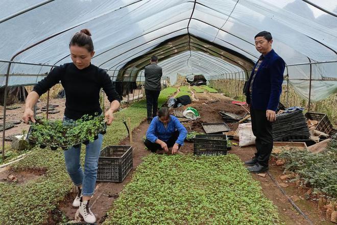 农村致富新项目 种植药材_农村5个药材种植致富项目_农村创业种植药材项目