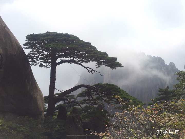 竹业加工致富经_竹林致富_唐竹种植致富