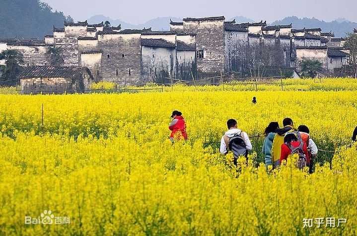 竹业加工致富经_竹林致富_唐竹种植致富